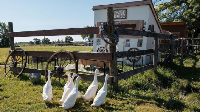 Visita all'Humberstone Ranch con mini animali domestici