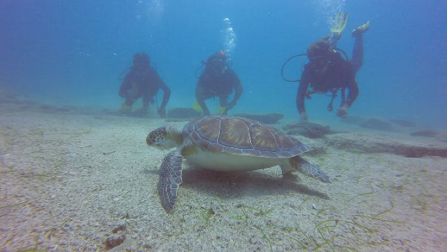 Entdecke das Tauchen