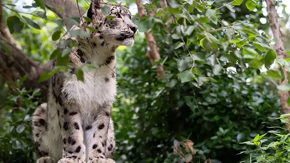 Central Park Zoo Admission Ticket with 4D Theater Access 