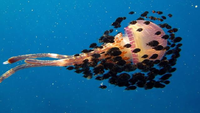 Deluxe Schnorchel-Abenteuer am Morgen