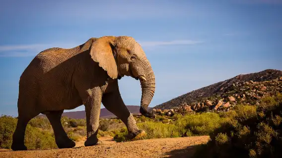 เขตอนุรักษ์พันธุ์สัตว์ป่าอากีลา: ซาฟารียามบ่าย