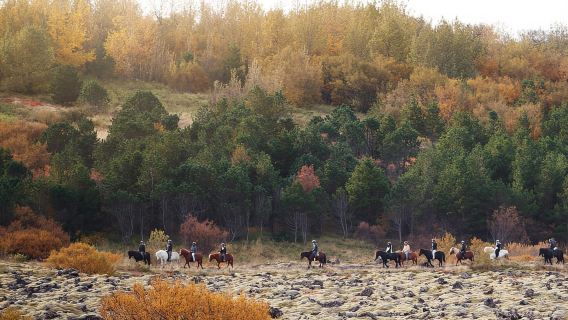 Ab Reykjavík: Islandpferd-Reittour in Lavafeldern