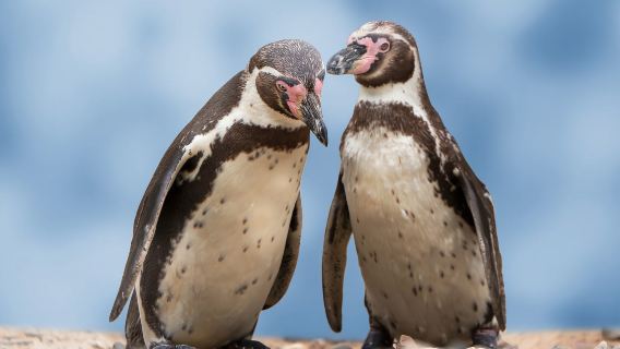 Lima: Perjalanan Sehari Premium Paracas & Huacachina dan Bersulang Saat Matahari Terbenam