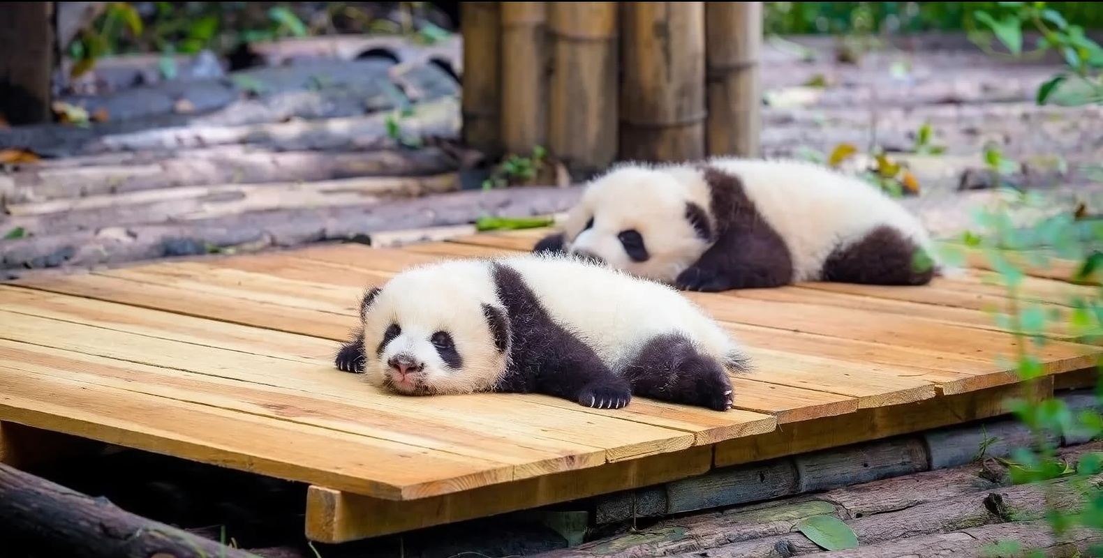 熊貓谷+都江堰景區（含：雙景區門票）+（5-7座共乘）+贈送：網紅打卡地（灌縣古城+仰天窩廣場）