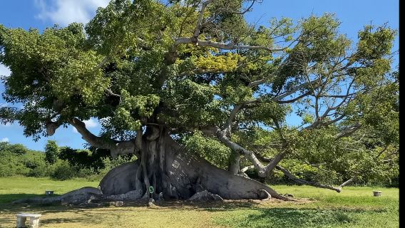 การผจญภัยที่ Vieques โดยเรือเฟอร์รี่จาก Ceiba