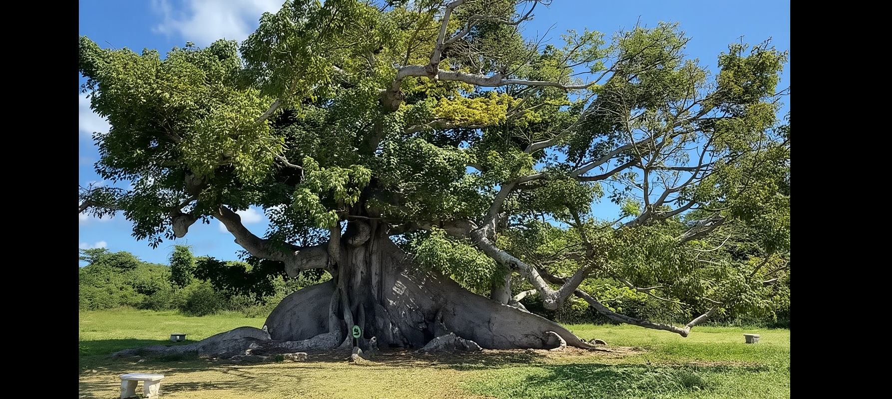 Vieques Adventure by Ferry from Ceiba.
