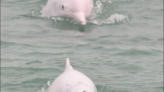 Pulau Lantau: Menonton Lumba-lumba Merah Muda dari Hong Kong