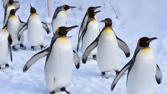 Hokkaido Asahiyama Zoo & Biei Shirogane Blue Pond (Aoiike) & Shirahige Waterfall & Ningle Terrace 1-day tour