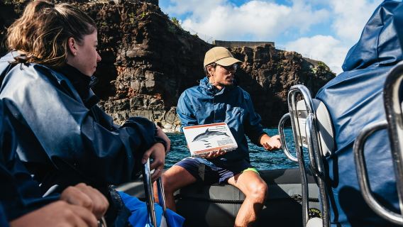 From Machico: Madeira Whale and Dolphin Watching Boat Tour