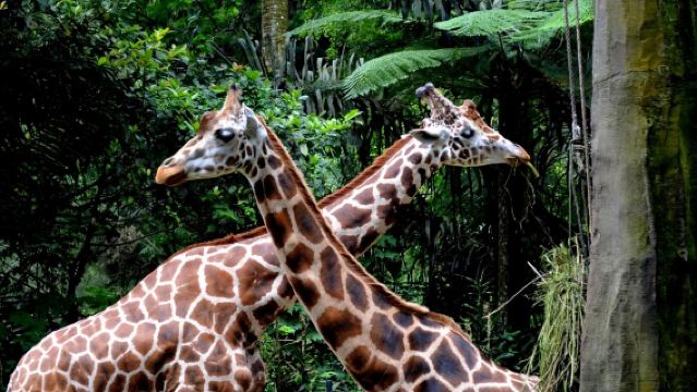 Jakarta Customized Chinese Tour: Discover Bogor's Little Switzerland