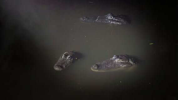 Orlando: Gatorland Flashlight Tour at Night