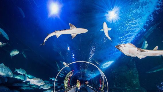 Aquarium of the Bay General Admission Ticket