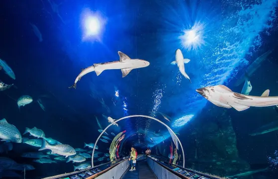 海灣水族館普通門票