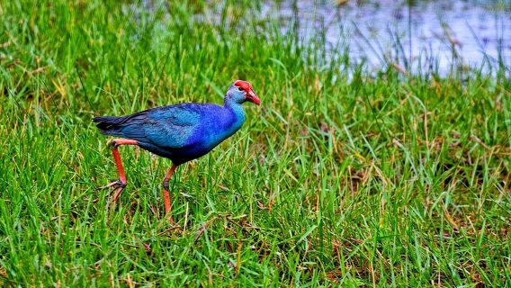 Exclusive : Muthurajawela Bird Watching Tour