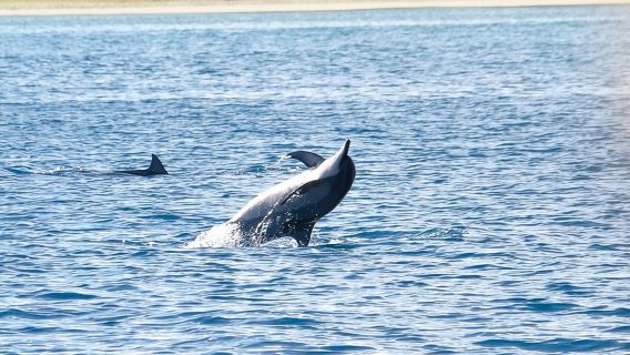 Mauritius Cruise: Dolphin, Whale Watching and Snorkeling Tour | Including Pastry breakfast and Sandwiches | Small Group of 8-9 People | Tamarin Bay
