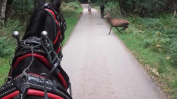 Экскурсия по национальному парку Килларни