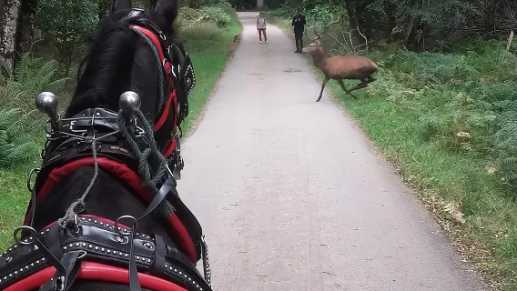 Tour del Parco Nazionale di Killarney