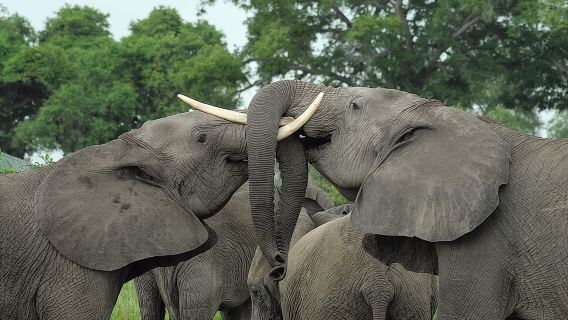 Lawatan Hari Taman Negara Mikumi