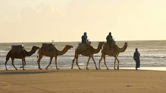 Guided camel ride in Essaouira