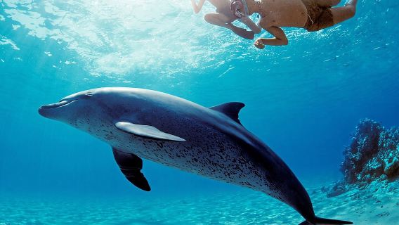 Dolphin House Snorkeling,Water Sports, Lunch & Transfer- Hurghada
