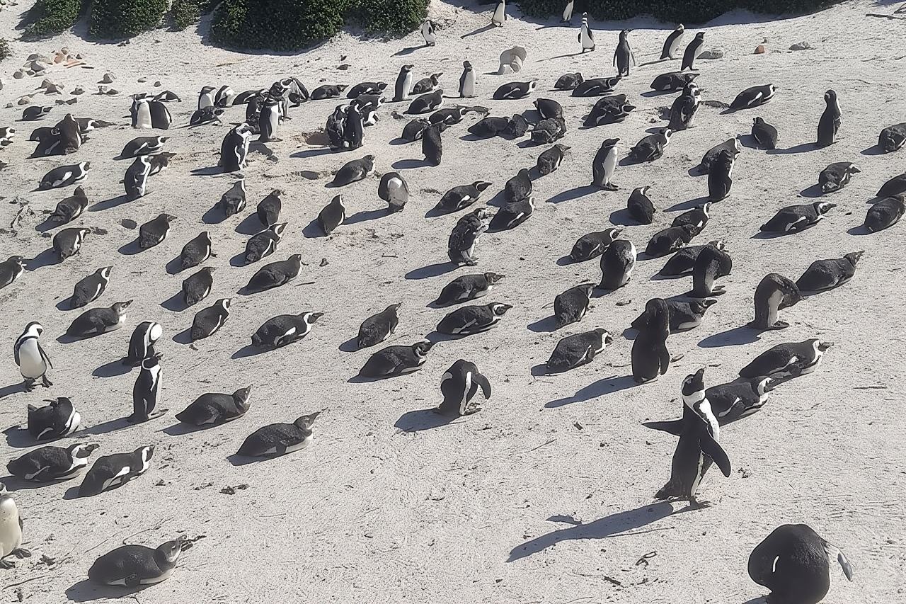 Tour di un giorno intero al Capo di Buona Speranza e ai pinguini da Città del Capo