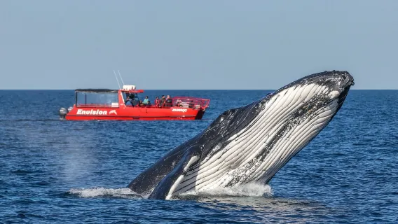 Aquamarine Adventures Port Stephens Whale Watching Cruise Port Stephens (12-passenger boat)