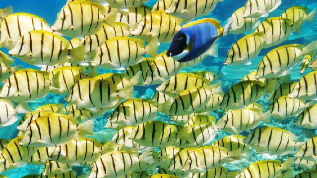 Crucero de medio día para grupos pequeños en Bora Bora con esnórquel