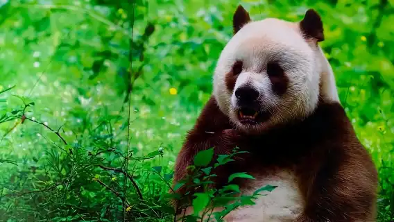 Qizai-The World's Only Brown Panda-Xi'an Panda Day Tour-Qinling Four Treasure Science Park