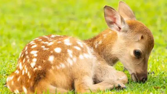 Nara Park + Arashiyama + Kinkaku-ji + Fushimi Inari Taisha one-day tour [includes meal]