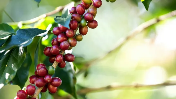 ทัวร์กาแฟ ช็อกโกแลต และอ้อย ลาฟอร์ตูนา