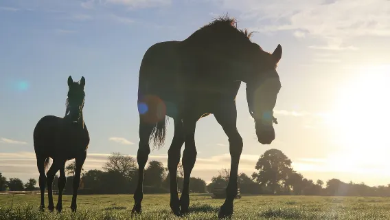 Kildare: Vườn thú và chuồng trại quốc gia Ireland