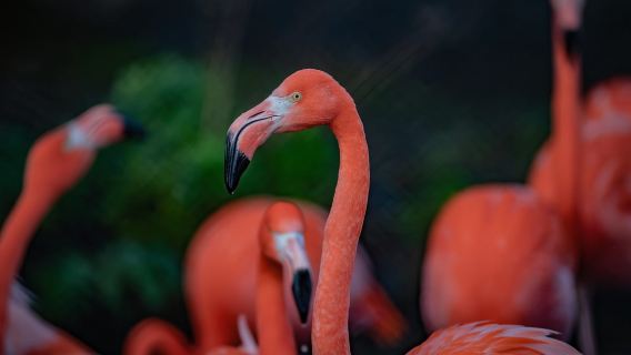 Chester: Tiket Masuk Zoo Chester