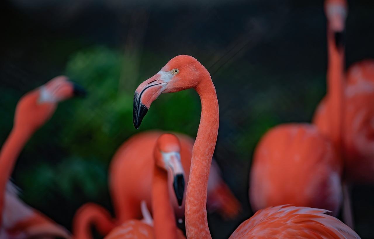 Chester: Chester Zoo Entry Ticket