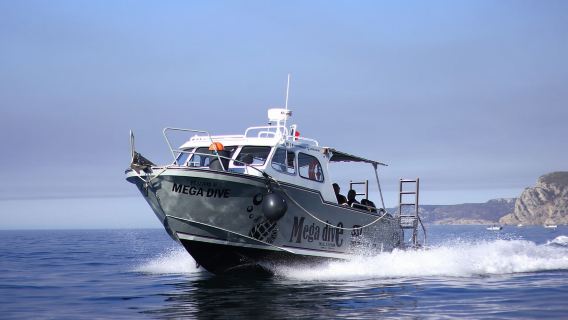 Sesimbra: Bootsfahrt zu den wilden Stränden und Höhlen