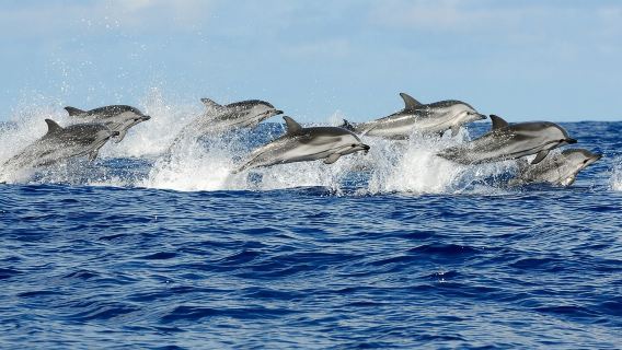 VIP Snorkeling Sea Trip, Swim with Dolphins & Lunch - Hurghada