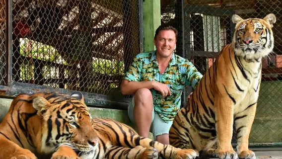 Phuket Tiger Kingdom - Accarezza i grandi felini|Interazione genitori-figli|Trasferimento privato