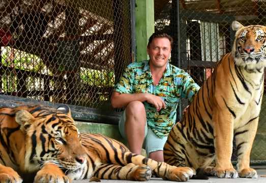 Tiger Kingdom - Phuket [Pet the big cats]|Parent-child interaction|Private car transfer