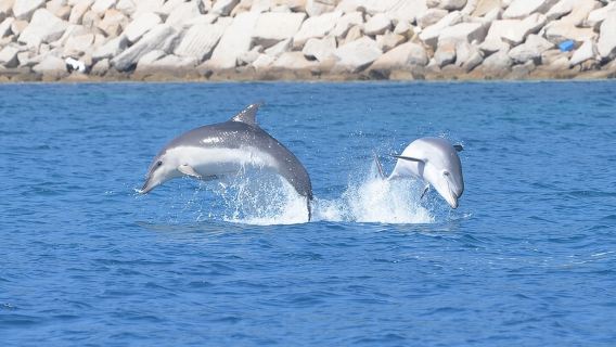 Tour to Figarolo Island with the possibility to observe dolphins