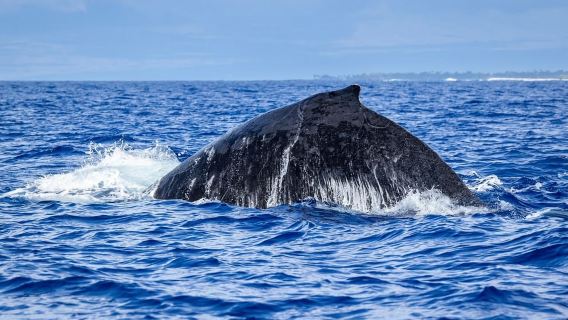 Kalaoa: Big Island and Kona Midday Whale Watching Tour