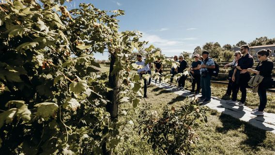 Premium Lagoon Excursion: Murano, Burano & St. Erasmo Winery
