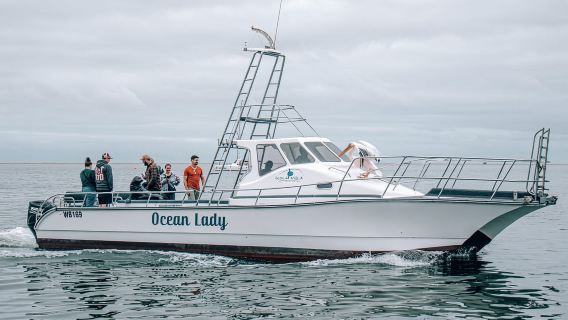Walvis Bay: Namibian Coast Dolphin Cruise with Light Lunch