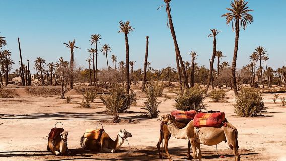 Paseo en camello por la palmera de Marrakech con pausa para el té