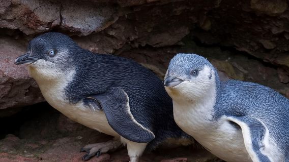 ニュージーランド・日帰りツアー【アカロア発ペンギンツアー44547】