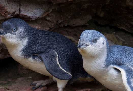Christchurch Day Tour from Akaroa: Penguin Watching Tour 44547