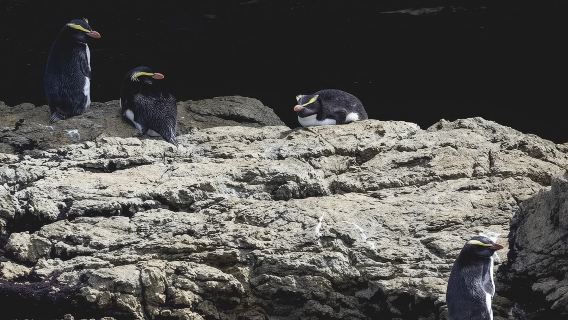 ニュージーランド・クイーンズタウン ミルフォードサウンド日帰りツアー【自然生態遊覧船21863】