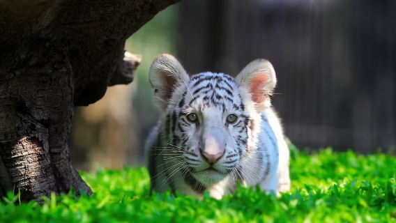Новогоднее спецпредложение - однодневный тур в Хуа Хин Сафари и Приключительный парк|Обязательно для семей с детьми|Индивидуальный трансфер|входной билет