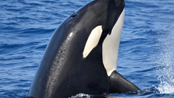 Pengalaman Orca Teluk Bremer