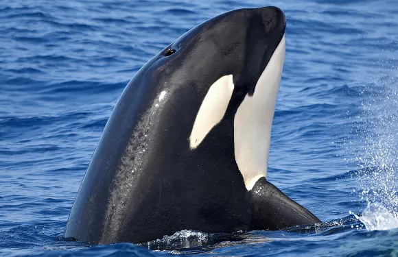 佈雷默貝觀賞殺人鯨體驗