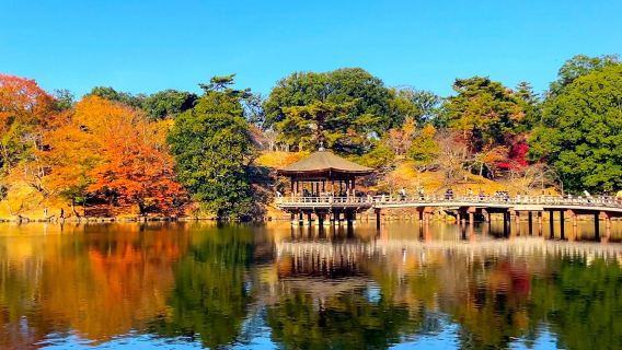 Parco di Nara + Arashiyama + Padiglione d'Oro + Santuario di Fushimi Inari-taisha tour di un giorno con pranzo incluso