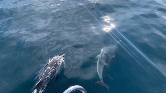 Sailing Adventure: Sailing, Dolphins and Relaxation with Drinks